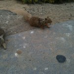 IMG_0307web