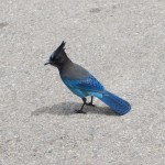 IMG_2866