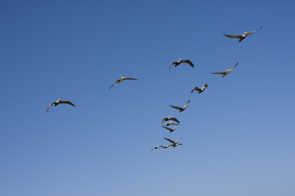 Kackgeschwader im Anflug